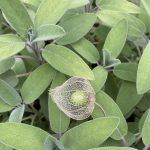 Gefunden auf dem Salbei neben dem Hochbeet: Die skelettierte Hülle der Blasenkirsche.