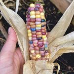 Auch der "Glass Gem" ist ein Popcorn.