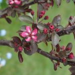 Die Blüten des dunklen Zierapfel.