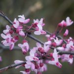 Zarten Blüten des Judasbaum