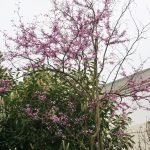 Der Judasbaum in der Blüte im April.