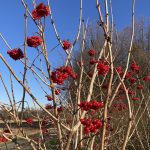 Vogelbeeren im Dezember