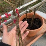 Auf die Wuchsrichtung der Stecklinge achten.