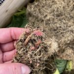 Selber Dünger erstellen mit einer Wurmkiste.