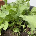 Radieschen im Kübel.