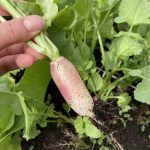 Zart, scharfes Radieschen