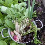 Frühlingssalat Ernte