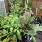 Mehrjähriger Oregano und Aubergine "Chinese Long".