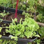 Salat Setzlinge im Balkongarten.