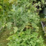 Im August ist er kanpp einen Meter hoch.