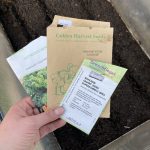 Aussaat Walking Stick Kale