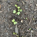 Nach nur drei Wochen gekeimt.