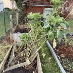 Nicht wieder im Windkanal für die Walking Stick Kale