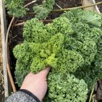 Grünkohl Ernte im Februar