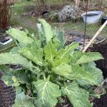 Walking Stick Kale Kopf