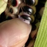 Der schwarze Zuckermais hat die Milchreife erreicht.