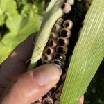 Der schwarze Zuckermais hat die Milchreife erreicht.