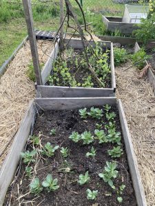 Gemüsebeet Erbsen Mai