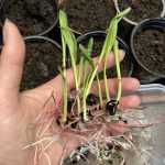 Die Mais Keimlinge können gepflanzt werden.