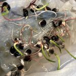 Der Mais keimt in einer Box.