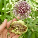 Blütenendfäule an einer unterversorgten Tomate.