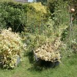 Hochbeete mit den vertrockneten Erbsenpflanzen.