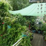 Der Blauregen spendet Schatten.