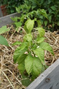 Erbsenpflanzen als Mulch unter Paprika.