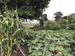 Das Milpa Beet mit Mais, Stangenbohnen und Kürbis.