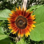 Eine rote Sonnenblume.