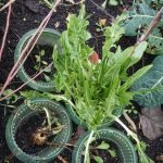 Der letzte Vulkanspargel im Januar.