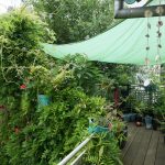 Strategien gegen Trockenheit: Balkongarten im Juli, abgeschattet durch Blauregen.