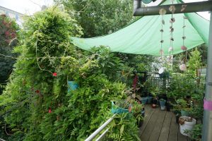 Strategien gegen Trockenheit: Balkongarten im Juli, abgeschattet durch Blauregen.