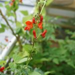 Stangenbohnen Blüten