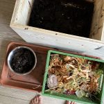 Erste Ernte des Wurmhumus aus der Wurmkiste.