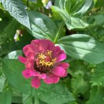 Pinke Zinnien Blüte.
