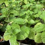 Apfelminze im Balkonkübel.