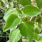 Australisches Zitronenblatt