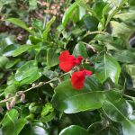 Kaffir Limetten Blätter