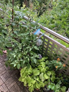 Kübel mit Chili, Tomate und Seidenpflanze.