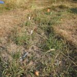 Das neue Blumenbeet ist ausgetrocknet.