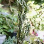 Ausgetrocknete Pflanze im Topf.