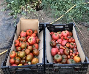 Tomaten Ernte Gewächshaus