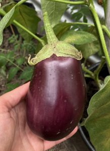 Ernte der Aubergine aus dem Hochbeet.