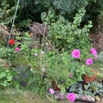 Lieblingsbeet 2022 mit Schmuckkörbchen, Zinnien, Mangold, Grünkühl uvm.