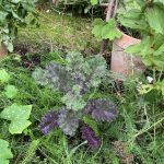 Purpur Grünkohl zwischen Blumen.