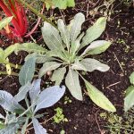 Junge, einjährige Nachtkerze