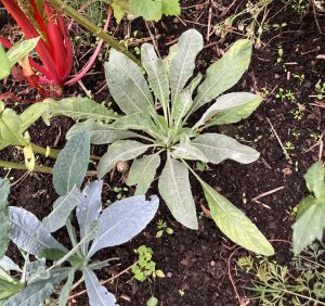 Junge, einjährige Nachtkerze