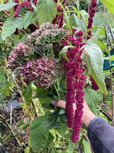 Aus dem eigenen Garten Fetthenne und Amaranth.