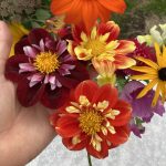 Halskrausen Dahlien "Fantastico", "Pooh" und "Impression.